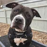 Bella Is SPCA Pet Of The Week