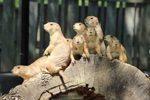 Bergen County Zoo Seeks Volunteers