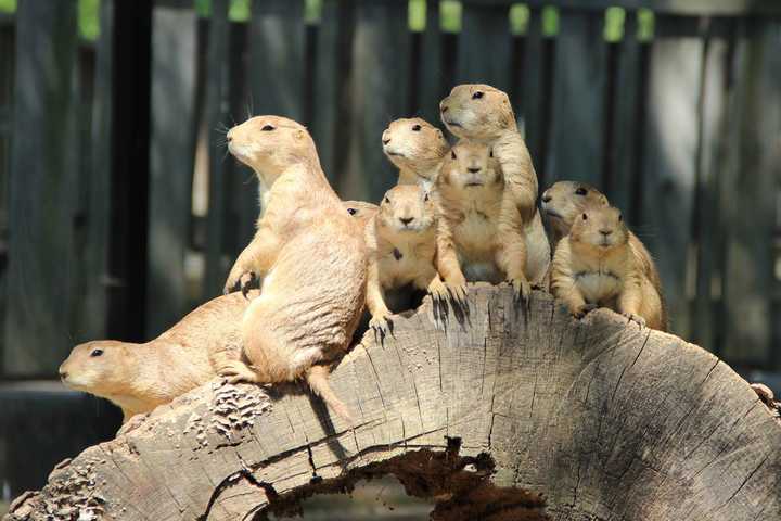 Bergen County Zoo Seeks Volunteers