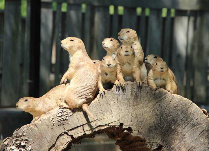 Education volunteers support the zoo’s mission of education, conservation, research and recreation.