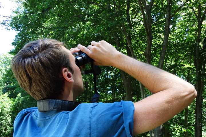 Choosing Binoculars For Birding: What You Need To Know