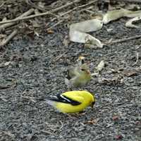 <p>A male and female American Goldfinch, New Jersey&#x27;s state bird.</p>