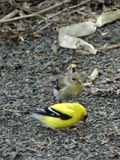 Do You Know New York's Official State Bird?