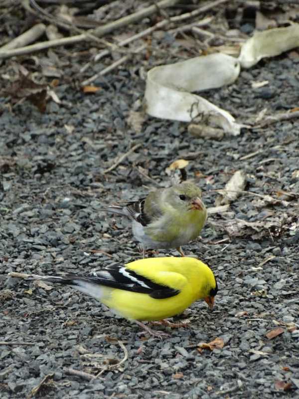 Do You Know New York's Official State Bird?