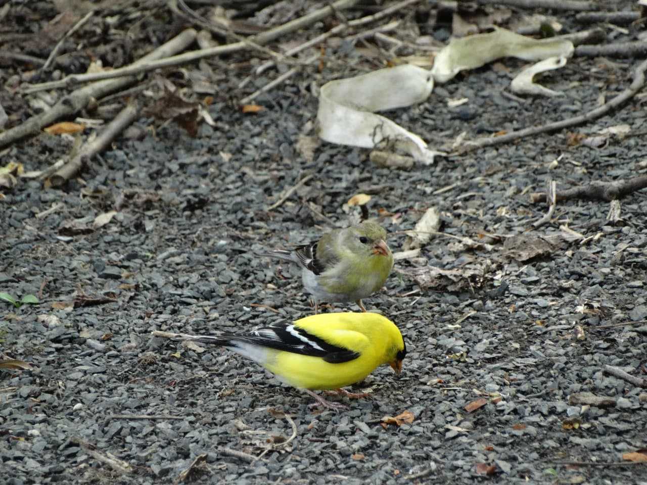 Do You Know New York's Official State Bird? | Mamaroneck Daily Voice