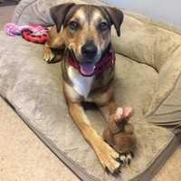 Bitsy Is SPCA Pet Of The Week