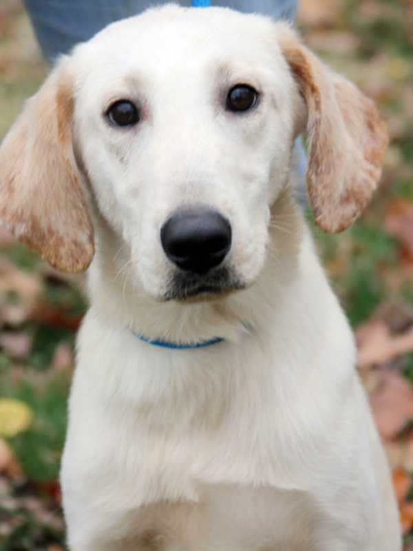 Glen Rock Considering Dog Park At Old Dumping Site Behind Recycling Center
