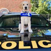 Bedford Police Department Welcomes Future Service Dog