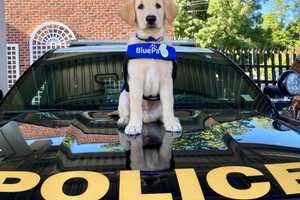 Police Department In Northern Westchester Welcomes Future Service Dog