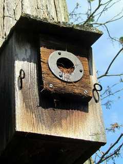 Build A Bluebird House At Lewisboro Library 