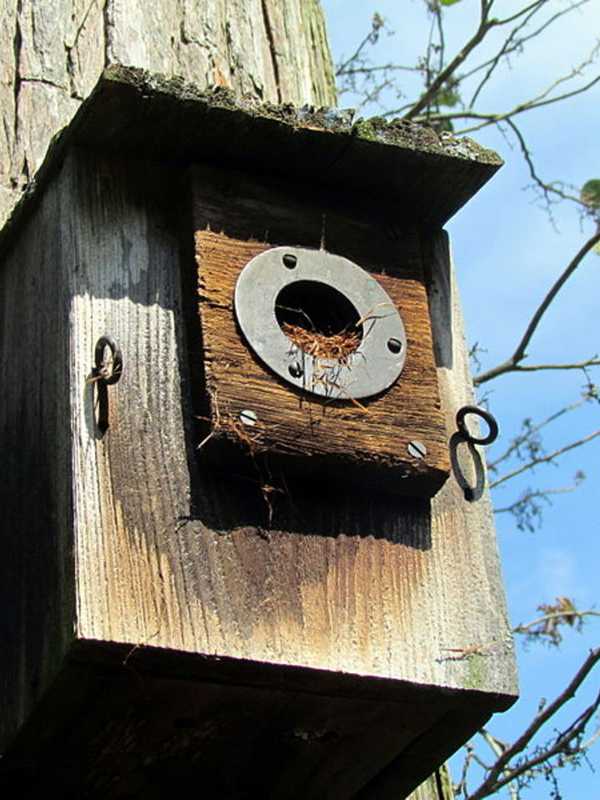 Build A Bluebird House At Lewisboro Library 