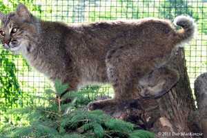 Police Warn Residents After Bobcat Spotted In Yorktown