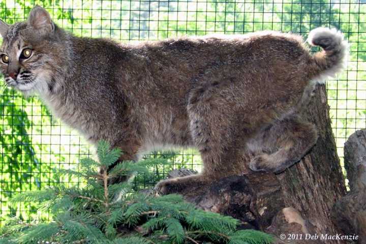 Police Warn Residents After Bobcat Spotted In Yorktown