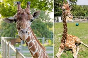 Long Island Game Farm Defends Late Giraffe's Care Following USDA Report