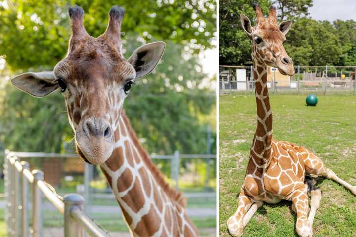 Manorville Game Farm Defends Late Giraffe's Care Following USDA Report