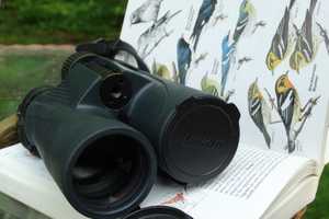Choosing a Field Guide: Which Bird Book is Right for You