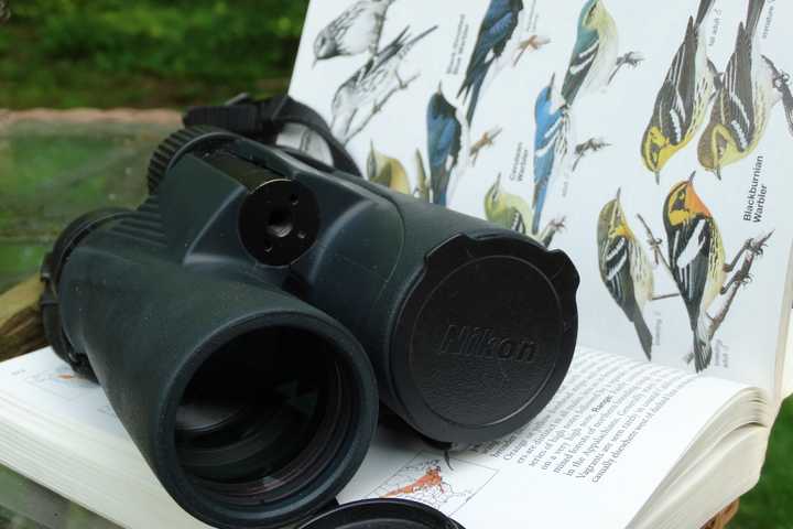 Choosing a Field Guide: Which Bird Book is Right for You