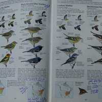 <p>The marked pages of a well-worn Sibley Guide to Birds.</p>