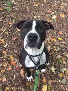 Meet Boris, The SPCA Pet Of The Week