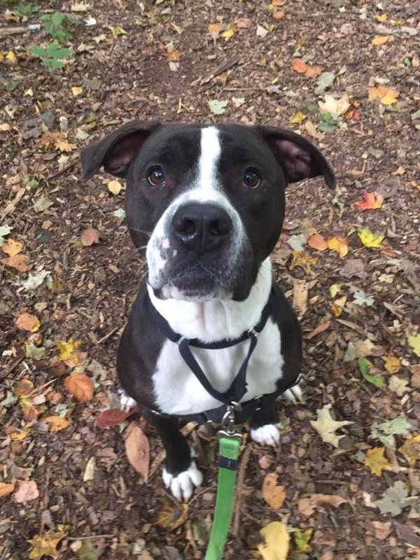 Meet Boris, The SPCA Pet Of The Week