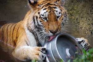 Bridgeport Cook Off Brings New Meaning To Feeding Time At The Zoo