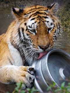Zoo In Bridgeport Serves Up Beardsley Brew At Benefit Bash