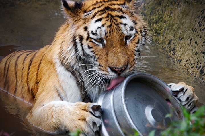 Bridgeport Cook Off Brings New Meaning To Feeding Time At The Zoo