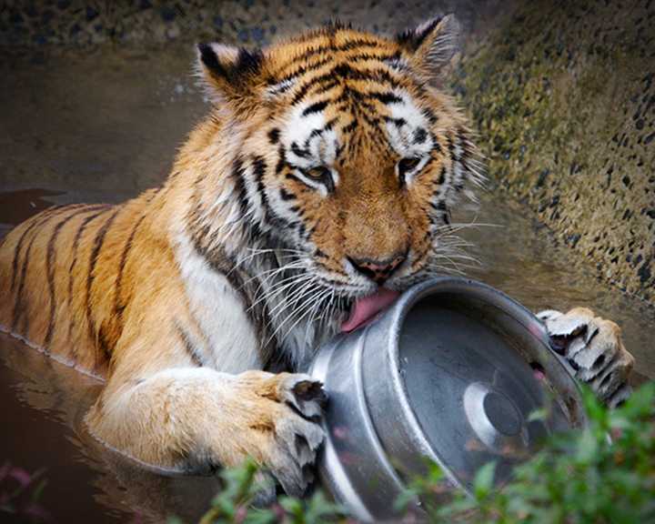 Beardsley Zoo will host a high school cook off to celebrate the opening of its new commissary, where animal caretakers will whip up meals for tigers and the other 300 denizens of the Bridgeport facility.