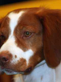 Valley Cottage Animal Hospital Offering Bereavement Sessions To Pet Owners