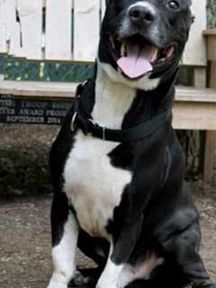 Meet Brix, Hi Tor Animal Care Center's Pet Of The Week