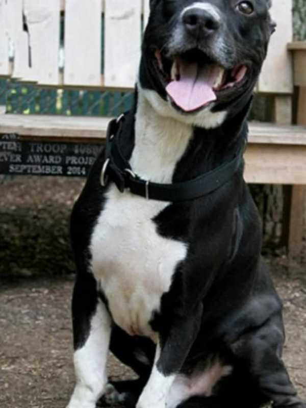 Meet Brix, Hi Tor Animal Care Center's Pet Of The Week