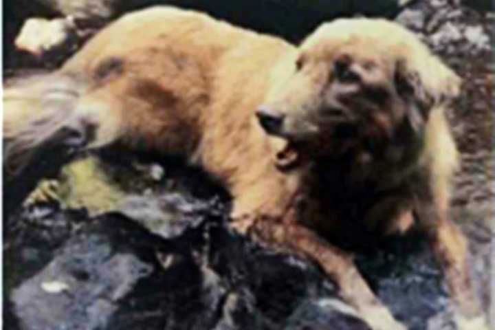 Senior Dog Missing In Norwalk
