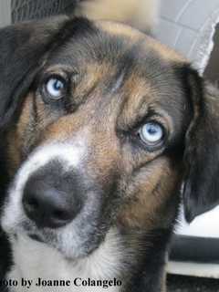 Adopt 'Buddy,' Pet Of The Week At Putnam Humane Society In Carmel