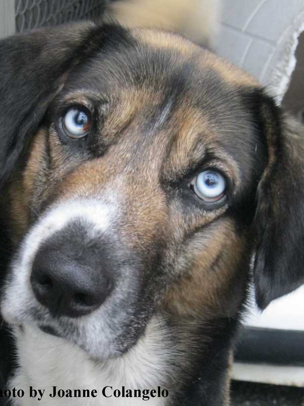 Adopt 'Buddy,' Pet Of The Week At Putnam Humane Society In Carmel