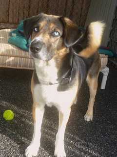 Putnam Shelter Seeks Home For Buddy
