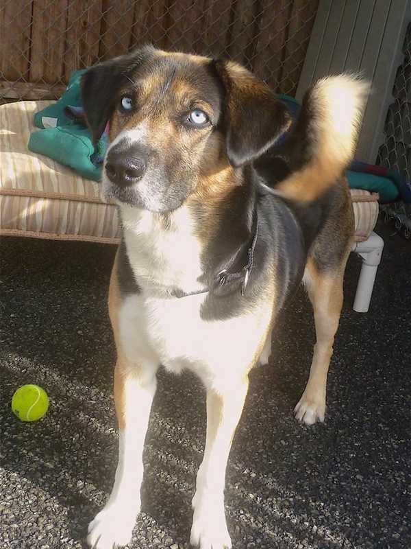 Putnam Shelter Seeks Home For Buddy