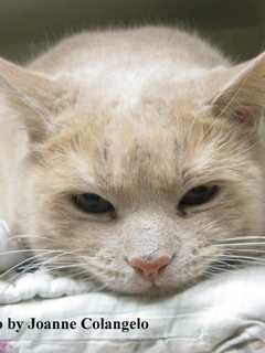 Putnam Humane Society In Carmel Introduces Burke As Pet Of The Week