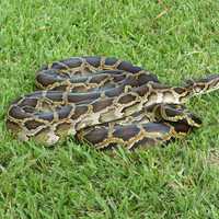 NY Man Accused Of Smuggling Snakes In His Pants Into US From Canada