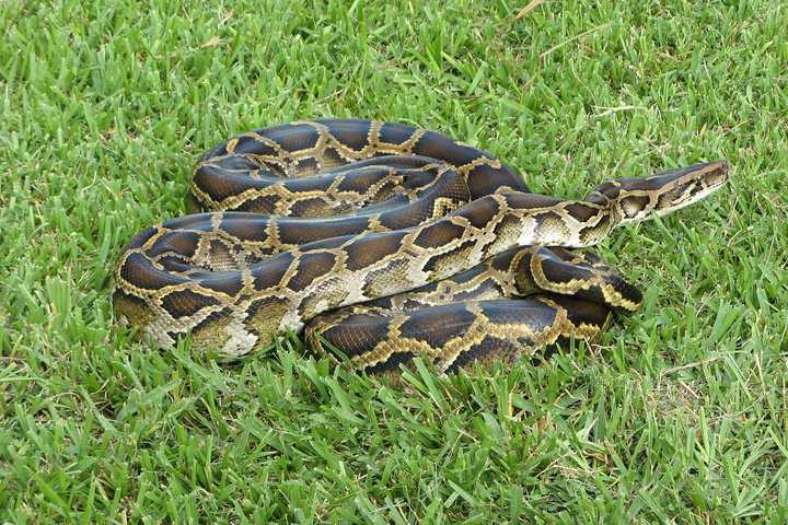 NY Man Accused Of Smuggling Snakes In His Pants Into US From Canada