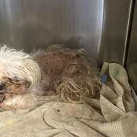 Hudson Valley Woman Accused Of Severely Neglecting Her Older Dog 'Buster'