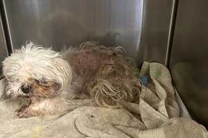 Town Of Kent Woman Accused Of Severely Neglecting Her Older Dog 'Buster'