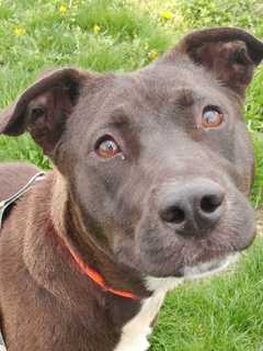 Sandra Is Dutchess County Pet Of The Week