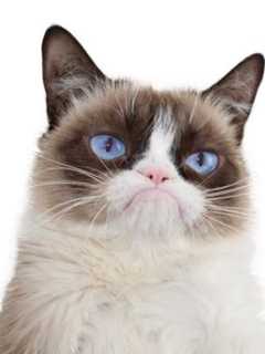 Social Media Filled With Sorrow After Untimely Death Of Grumpy Cat