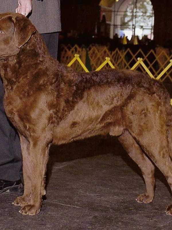Chesapeake Bay Retriever Reported Missing In Chappaqua