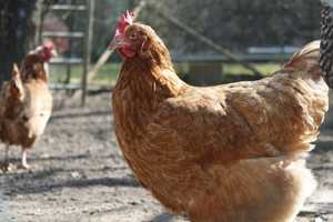 Wandering Chickens, Stinky Pig Spark New Rules For Pompton Lakes