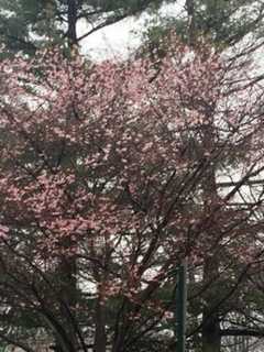 Warm December Baffles Cherry Trees At Ridgewood Hospital