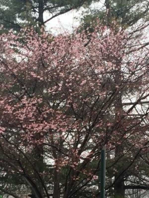 Warm December Baffles Cherry Trees At Ridgewood Hospital
