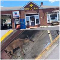 <p>Deer trapped inside Costa Oil in Hanover, York County.</p>