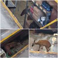 <p>The white-tailed doe spotted in the oil-change pit of Costa Oil.</p>