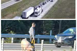 Escaped Pigs On I-81 Cause Delays In Central Pennsylvania: State Police